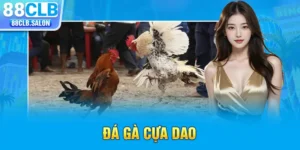 Đá Gà Cựa Dao - Thú Chơi Truyền Thống Đầy Kịch Tính